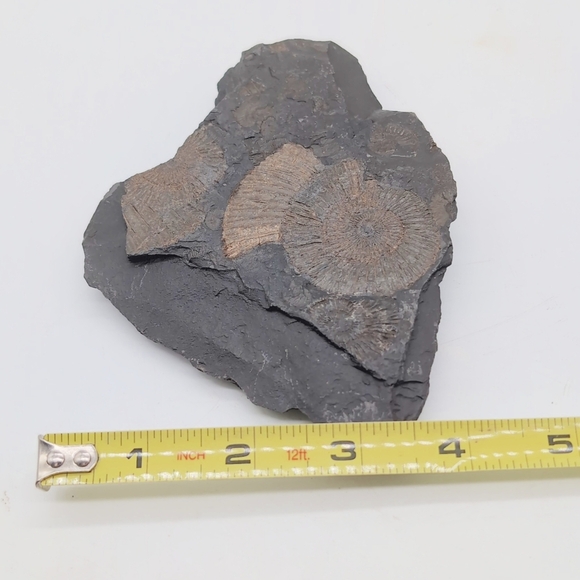 Real Multi Ammonite Fossils In Black Shale Stone Matrix - Picture 7 of 8
